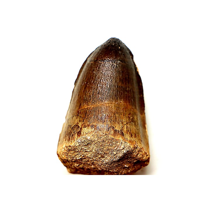 MOSASAURE tooth // Prognathodon Curii //Maestrichtian // Oued Zem - Morocco