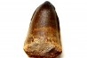 MOSASAURE tooth // Prognathodon Curii //Maestrichtian // Oued Zem - Morocco