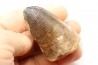 MOSASAURE tooth // Prognathodon Curii //Maestrichtian // Oued Zem - Morocco