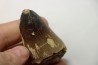 MOSASAURE tooth // Prognathodon Curii //Maestrichtian // Oued Zem - Morocco
