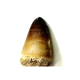 MOSASAURE tooth // Prognathodon Curii //Maestrichtian // Oued Zem - Morocco