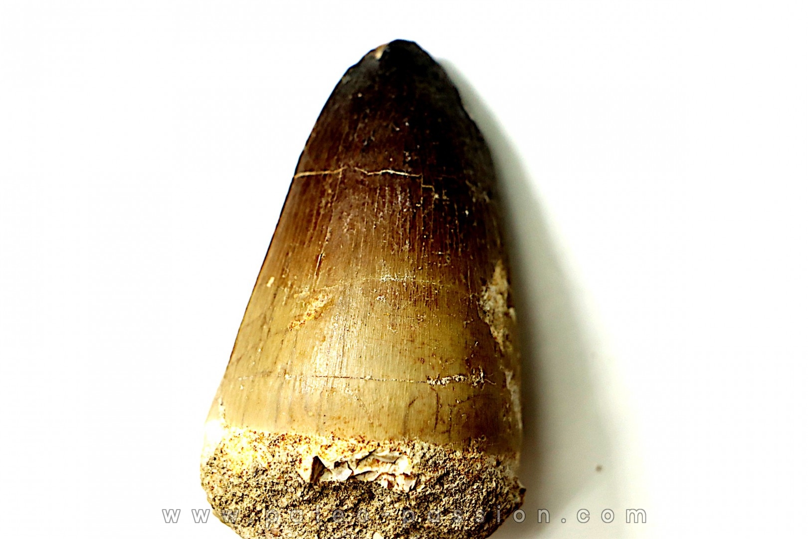 DENT DE MOSASAURE - Prognathodon Curii - Maestrichtien - Oued Zem, Maroc