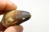 MOSASAURE tooth // Prognathodon Curii //Maestrichtian // Oued Zem - Morocco