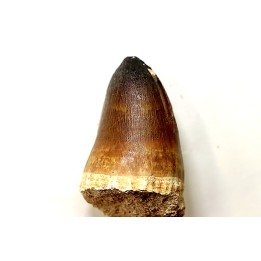 MOSASAURE tooth // Prognathodon Curii //Maestrichtian // Oued Zem - Morocco