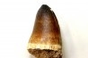 DENT DE MOSASAURE - Prognathodon Curii - Maestrichtien - Oued Zem, Maroc