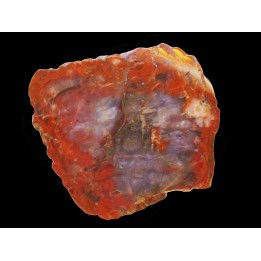 silicified fossil wood ARAUCARIA (Vosges) -1 -