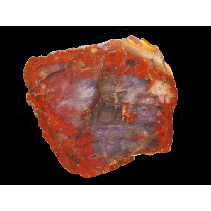 silicified fossil wood ARAUCARIA (Vosges) -1 -