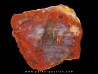bois fossile silicifié  ARAUCARIA (Vosges) -1-