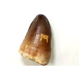 MOSASAURE tooth // Prognathodon Curii //Maestrichtian // Oued Zem - Morocco