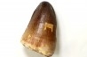 DENT DE MOSASAURE - Prognathodon Curii - Maestrichtien - Oued Zem, Maroc