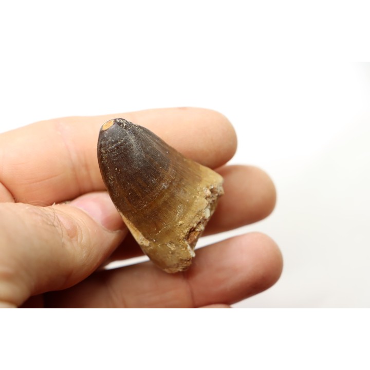 MOSASAURE tooth // Prognathodon Curii //Maestrichtian // Oued Zem - Morocco