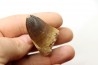 MOSASAURE tooth // Prognathodon Curii //Maestrichtian // Oued Zem - Morocco