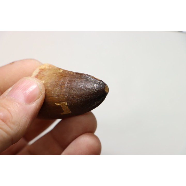 MOSASAURE tooth // Prognathodon Curii //Maestrichtian // Oued Zem - Morocco