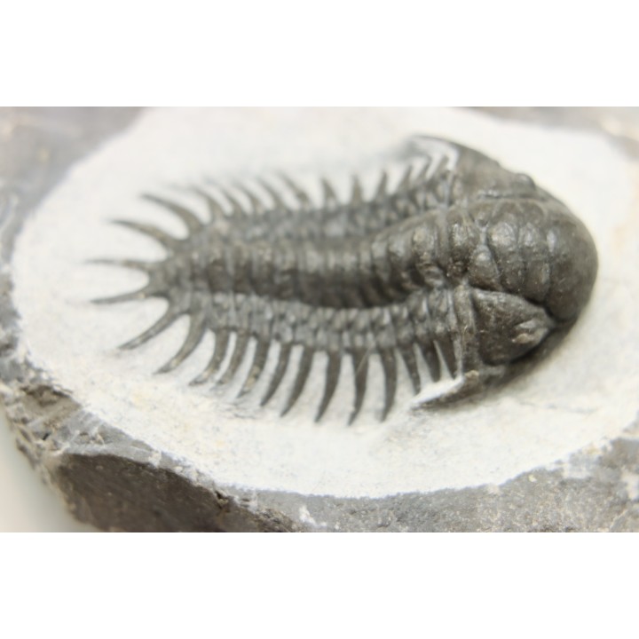 Cheirurus gibbus tifletensis - Praguian - Jbel Mrakib  - Morocco