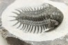 Cheirurus gibbus tifletensis - Praguian - Jbel Mrakib  - Morocco