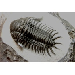 Cheirurus gibbus tifletensis - Praguian - Jbel Mrakib  - Morocco
