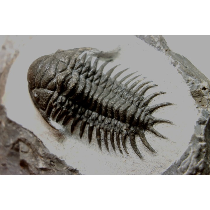Cheirurus gibbus tifletensis - Praguian - Jbel Mrakib  - Morocco