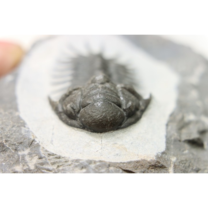 Cheirurus gibbus tifletensis - Praguian - Jbel Mrakib  - Morocco