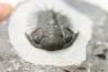 Cheirurus gibbus tifletensis - Praguian - Jbel Mrakib  - Morocco