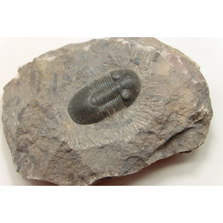 PARALEJURUS SPATULIFORMIS - praguian - L'atchana, Morocco