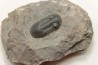 PARALEJURUS SPATULIFORMIS - praguien - L'atchana, Maroc