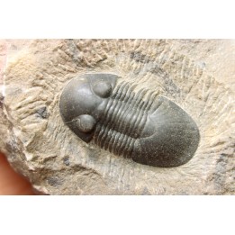 PARALEJURUS SPATULIFORMIS - praguian - L'atchana, Morocco