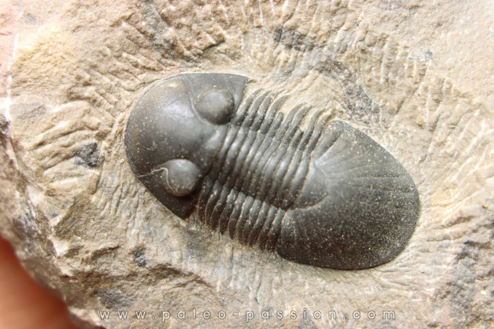 PARALEJURUS SPATULIFORMIS - praguian - L'atchana, Morocco