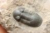 PARALEJURUS SPATULIFORMIS - praguian - L'atchana, Morocco