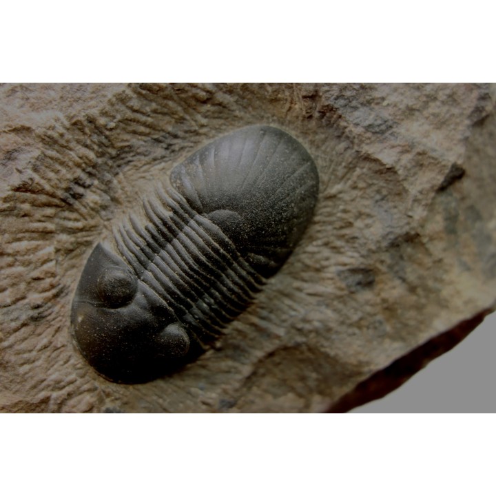 PARALEJURUS SPATULIFORMIS - praguian - L'atchana, Morocco