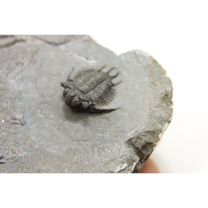 Acanthopyge (Belenopyge) bassei - Emsian - Jbel Issoumour  - Morocco