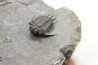 Acanthopyge (Belenopyge) bassei - Emsien - Jbel Issoumour - Maroc