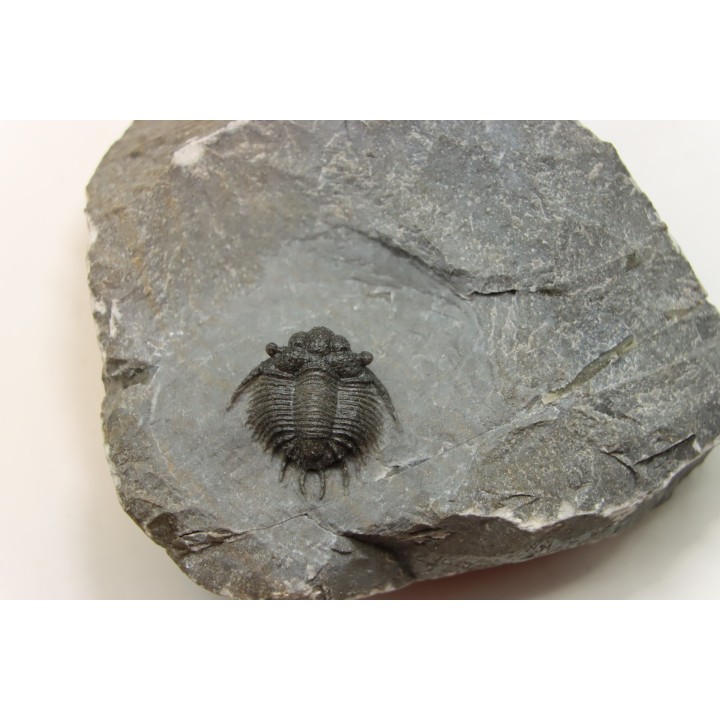 Acanthopyge (Belenopyge) bassei - Emsian - Jbel Issoumour  - Morocco