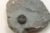 Acanthopyge (Belenopyge) bassei - Emsien - Jbel Issoumour - Maroc