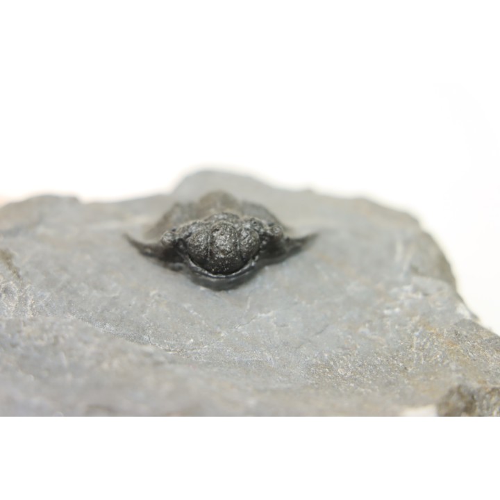 Acanthopyge (Belenopyge) bassei - Emsian - Jbel Issoumour  - Morocco