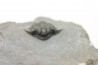 Acanthopyge (Belenopyge) bassei - Emsian - Jbel Issoumour - Morocco