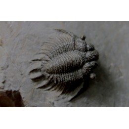 Acanthopyge (Belenopyge) bassei - Emsien - Jbel Issoumour - Maroc