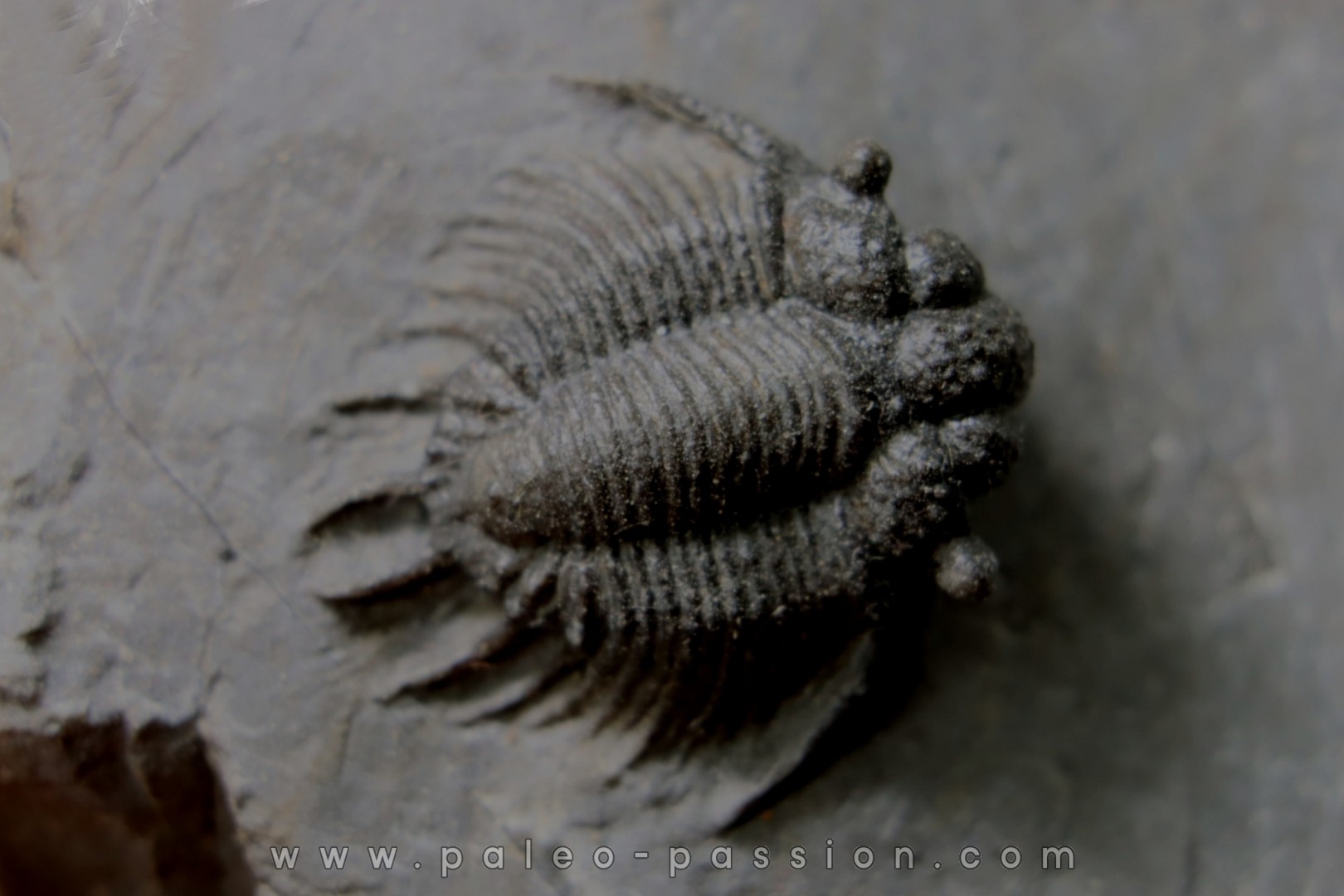 Acanthopyge (Belenopyge) bassei - Emsian - Jbel Issoumour - Morocco