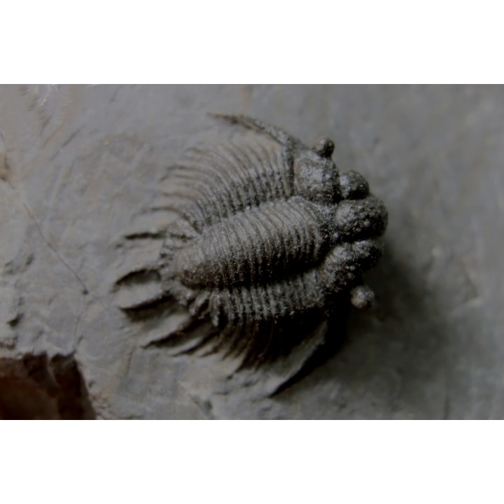 Acanthopyge (Belenopyge) bassei - Emsian - Jbel Issoumour  - Morocco