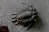 Acanthopyge (Belenopyge) bassei - Emsian - Jbel Issoumour - Morocco