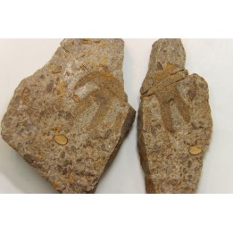 Furca bohemica - Ordovician - czech republic