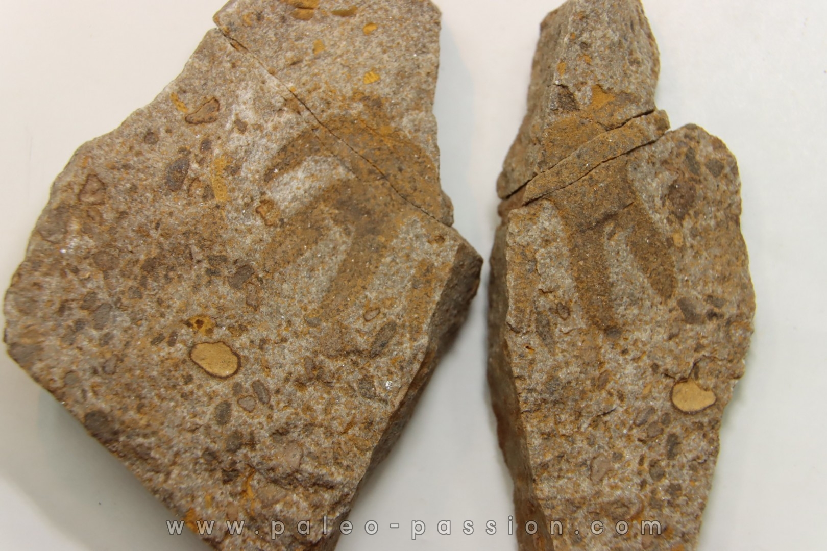 Furca bohemica - Ordovician - czech republic