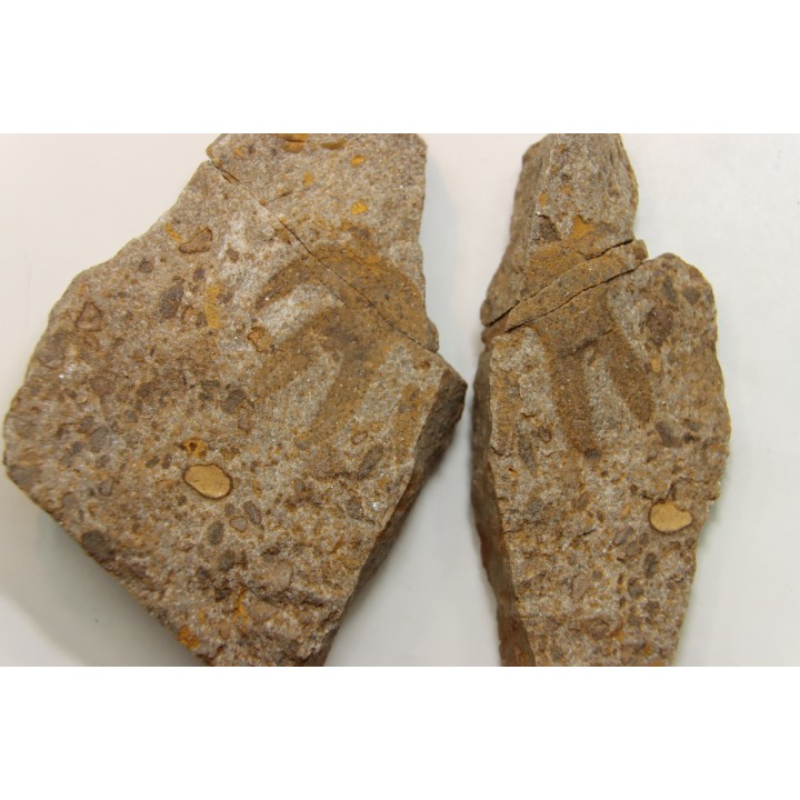 Furca bohemica - Ordovician - czech republic