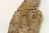 Furca bohemica - Ordovician - czech republic