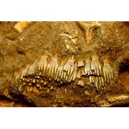 fish: schizorhiza stromeri - Maastrichtian - Oued Zem, MOROCCO