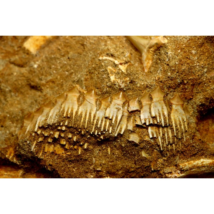 schizorhiza stromeri - Maestrichtien - Oued Zem, MAROC