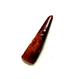 Pterosaur tooth: Siroccopteryx moroccensis