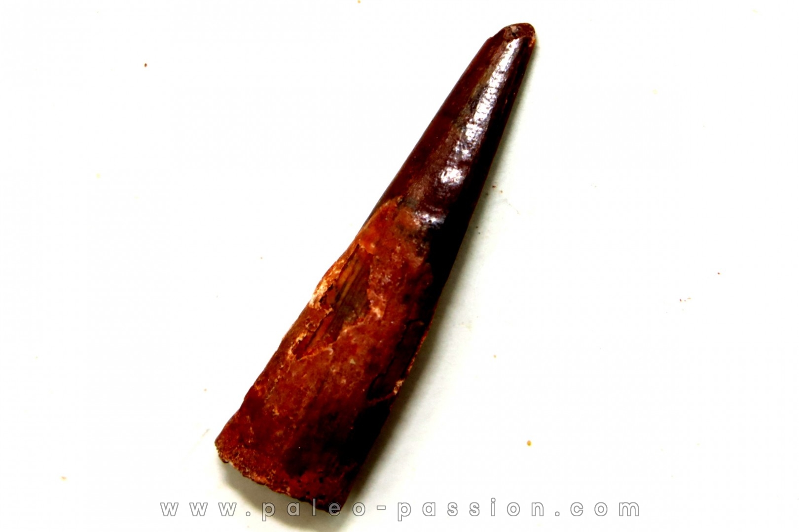 Dent de ptérosaure: Siroccopteryx moroccensis