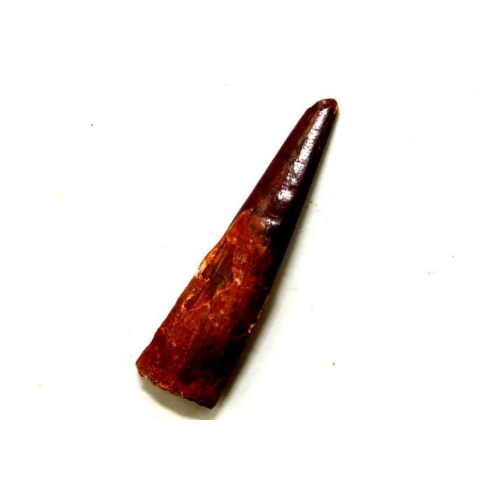 Dent de ptérosaure: Siroccopteryx moroccensis