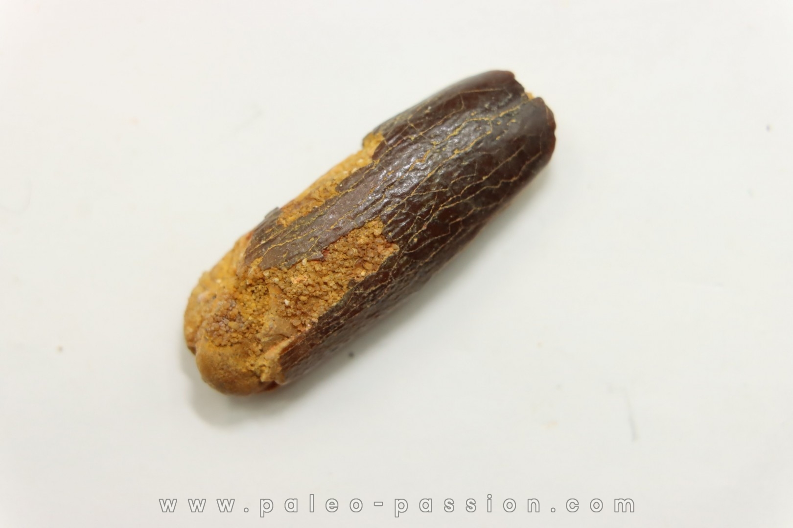 sauropode TITANOSAURUS GARASBAE