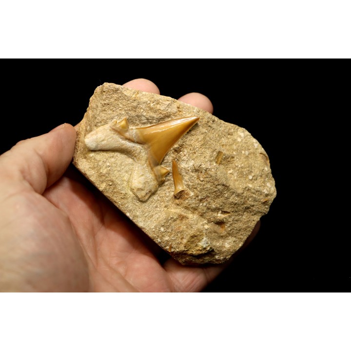 OTODUS OBLIQUUS - Ypresian - Oued Zem, Morocco